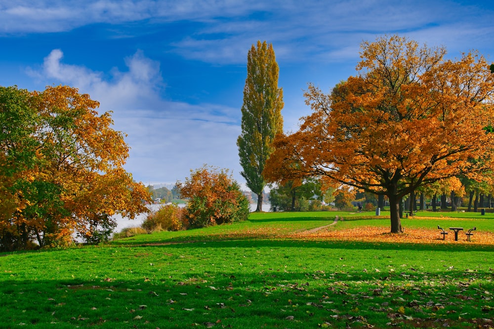 a grassy field with trees and a lake in the background