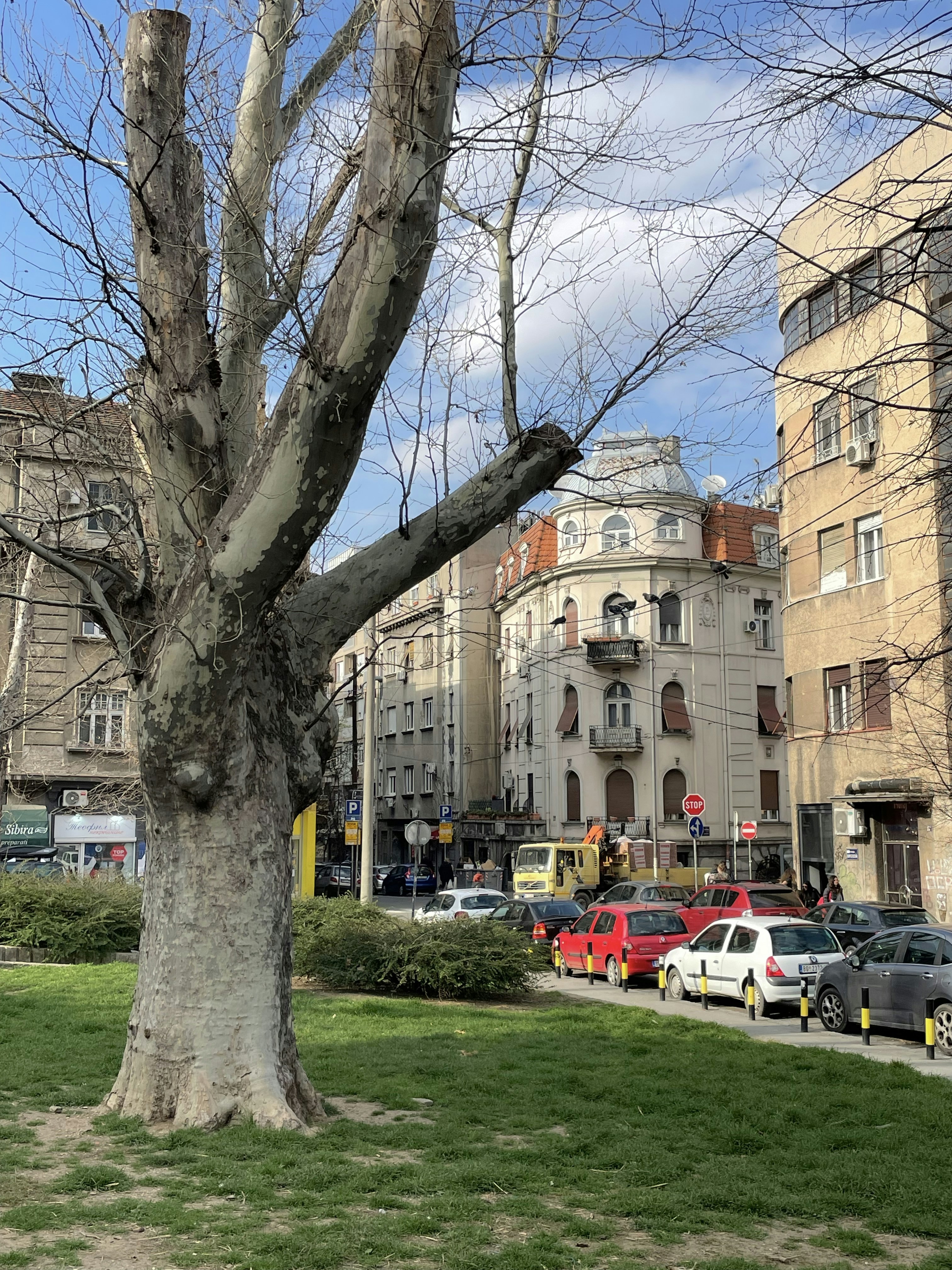 a tree in the middle of a grassy area