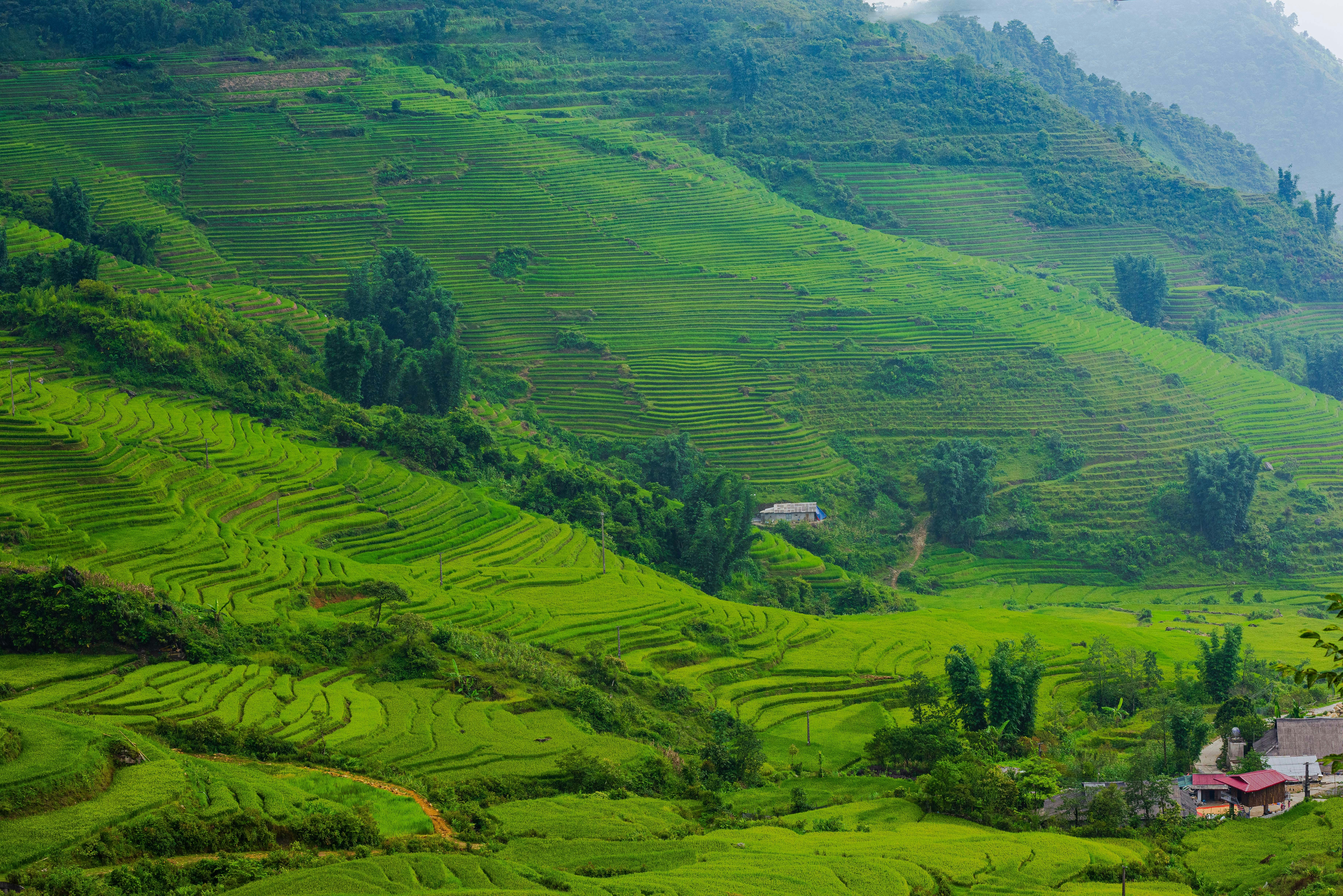 Green terraced rice fields on rolling hills with houses