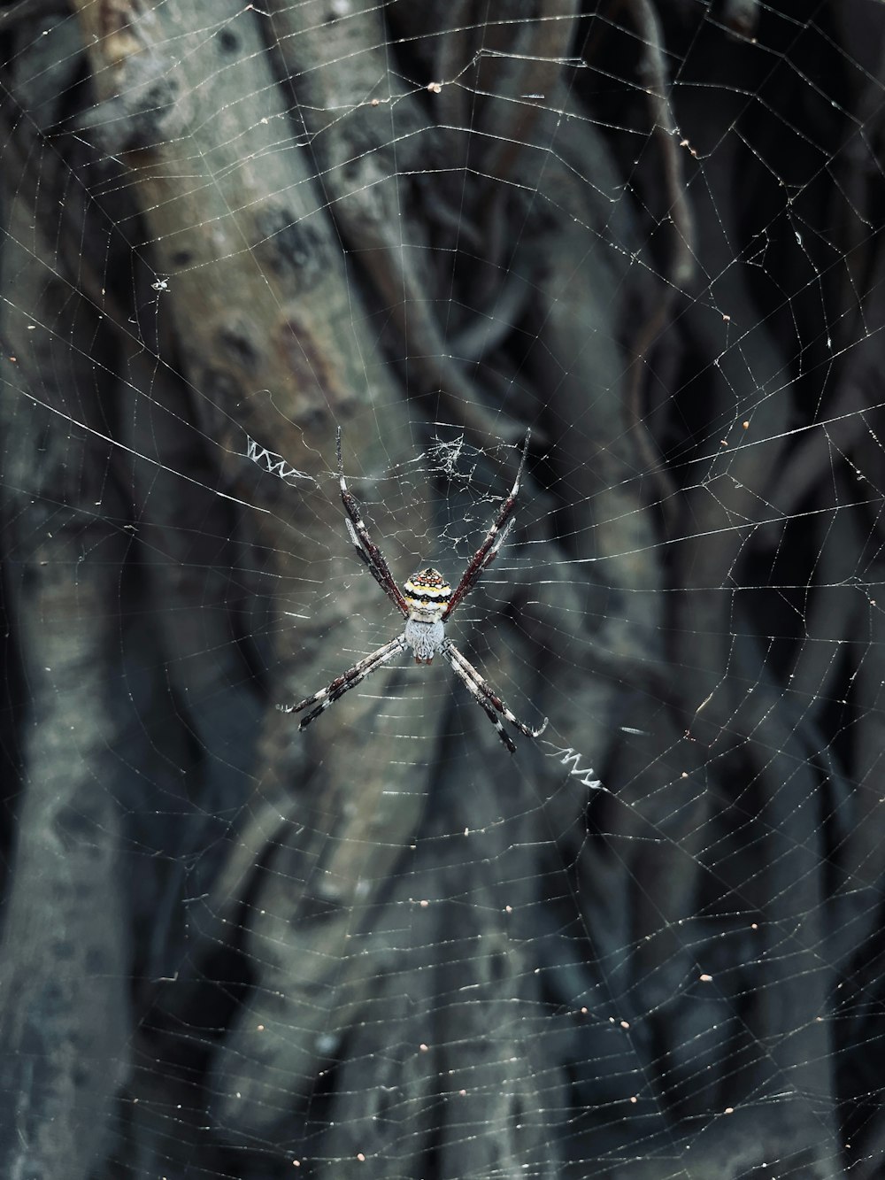 a spider sits on its web in front of a tree