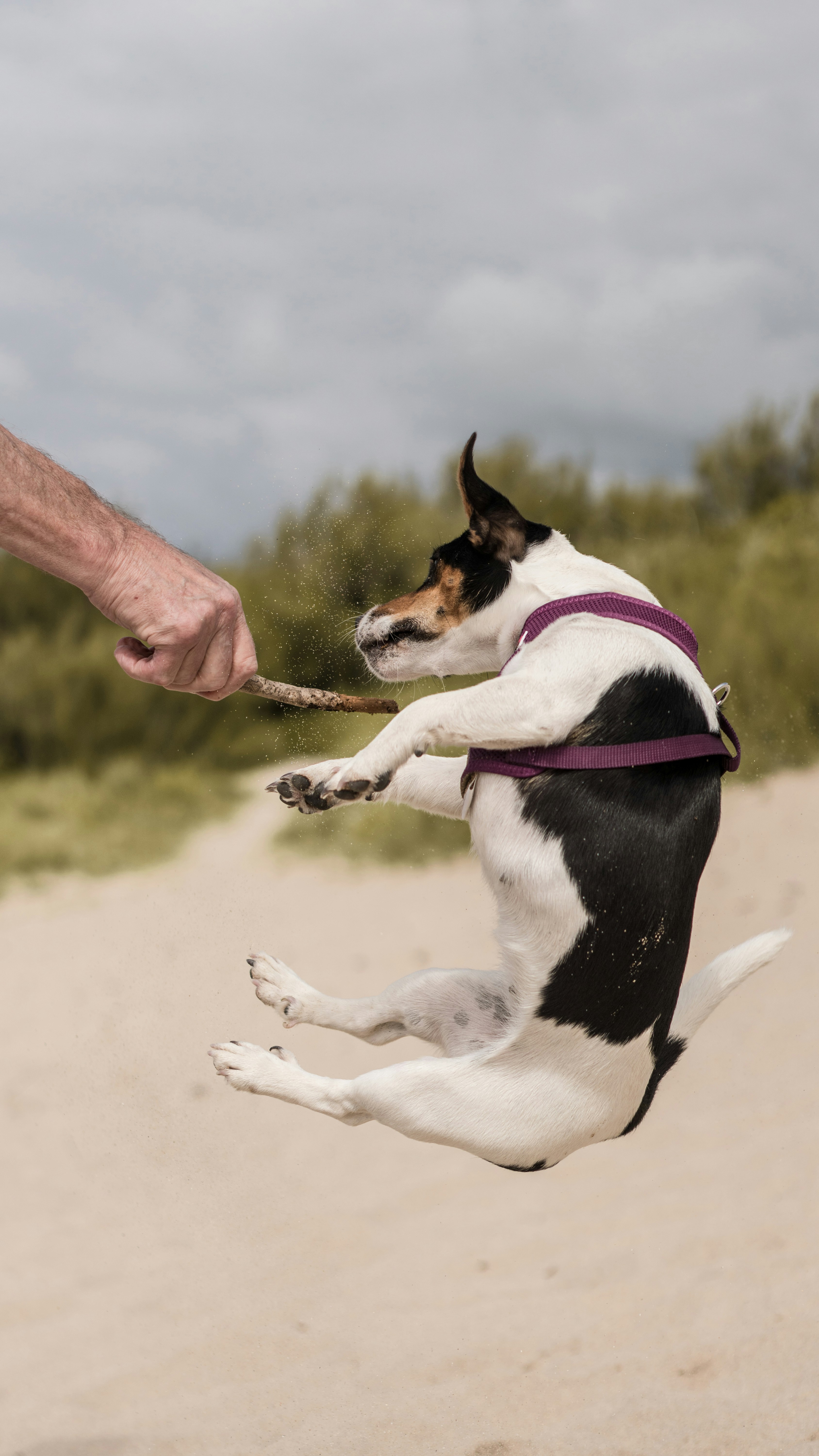 a dog jumping in the air to catch a frisbee