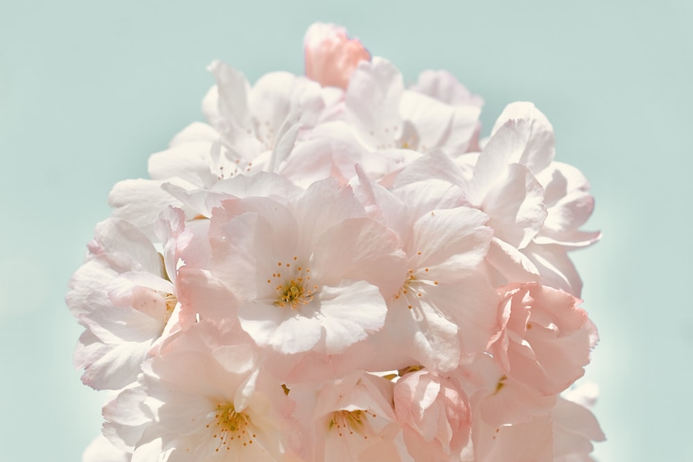 a close up of a bunch of pink flowers