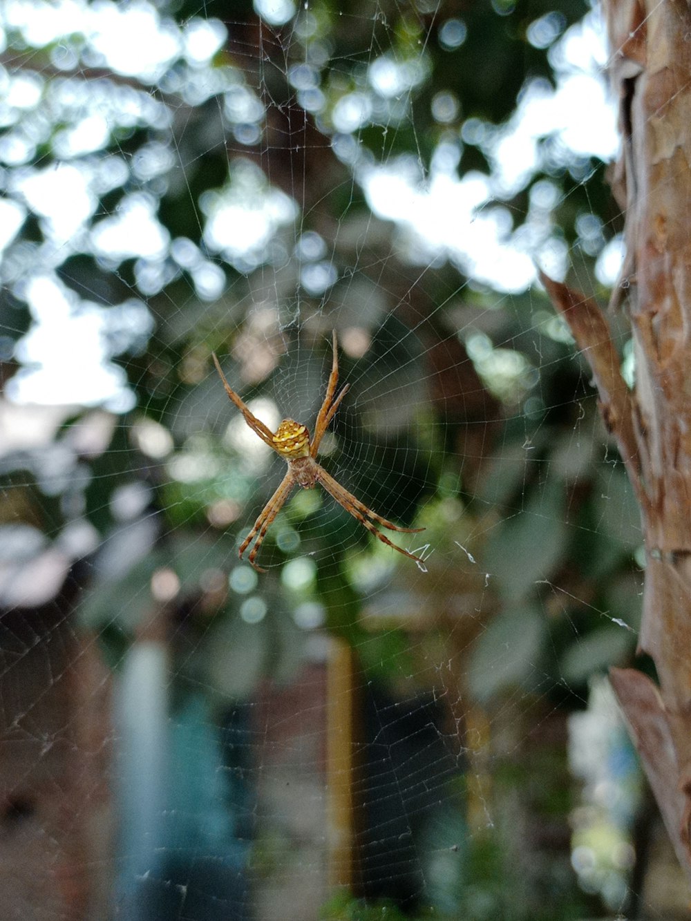 a large spider sitting on top of a web