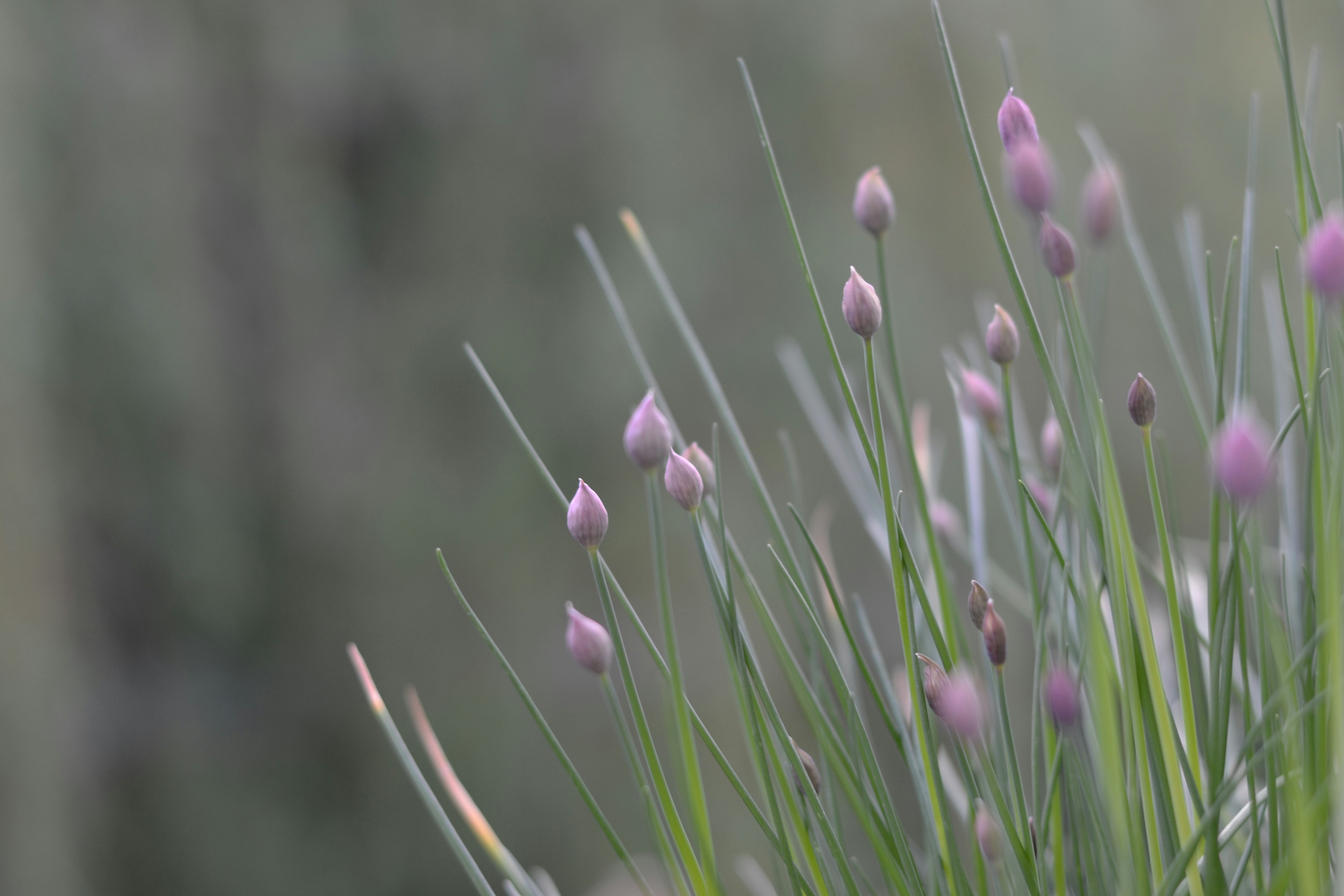 Chives Pictures | Download Free Images on Unsplash