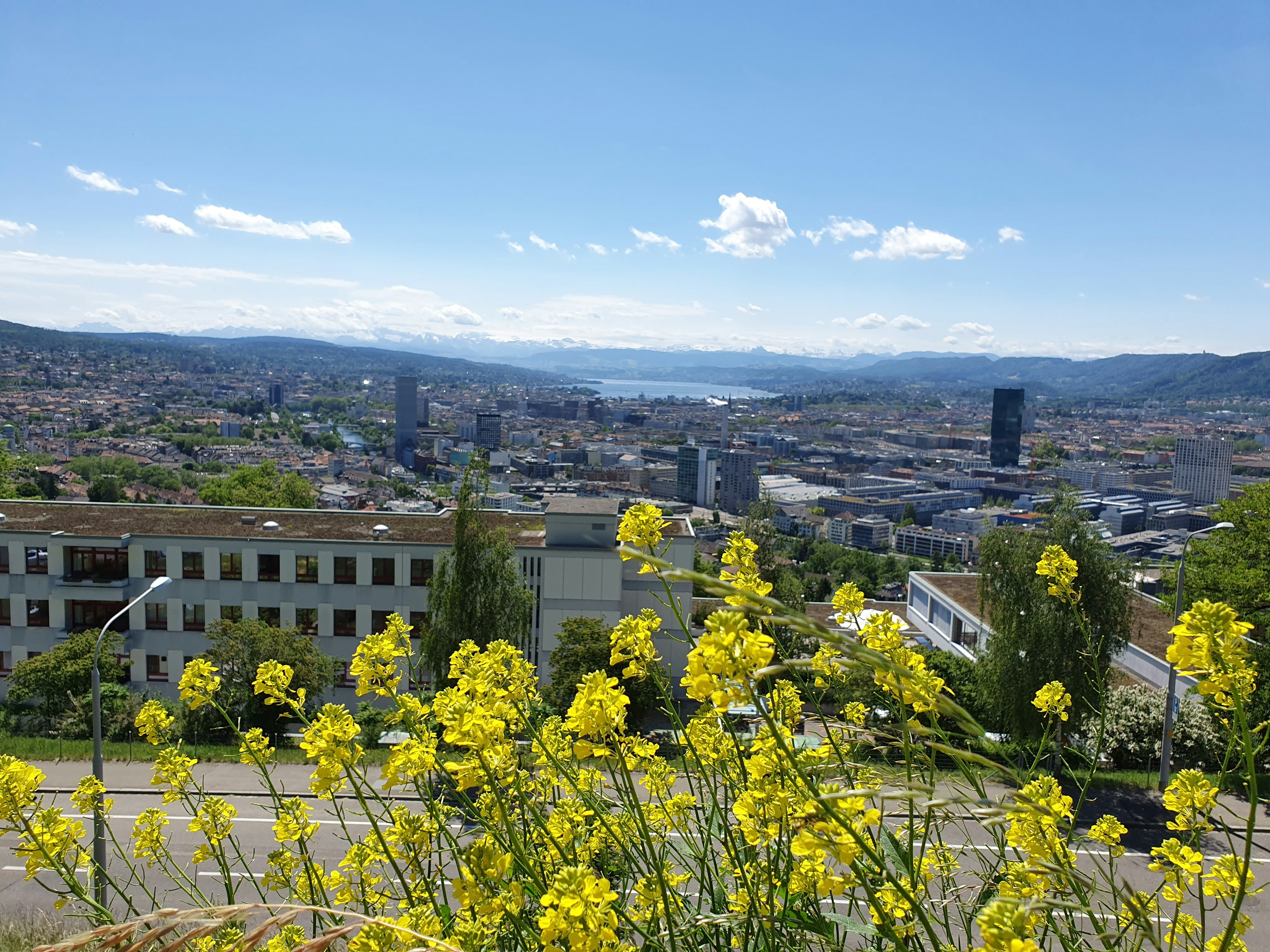 a view of a city from a hill with yellow flowers