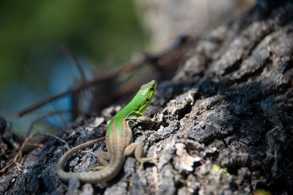 una lucertola verde seduta su un ramo d'albero