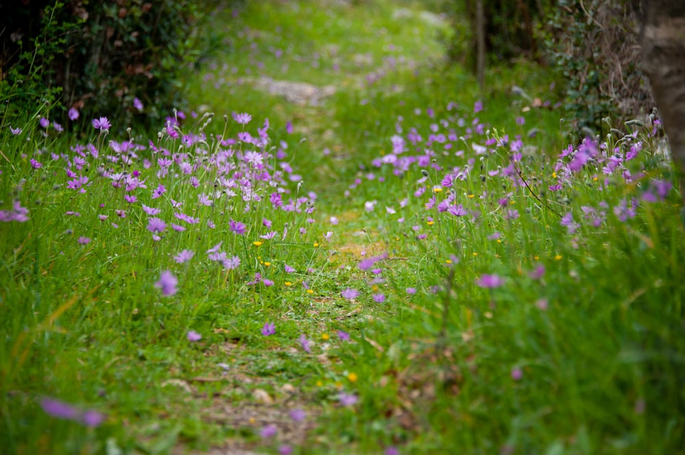 un camino en medio de un campo con flores moradas