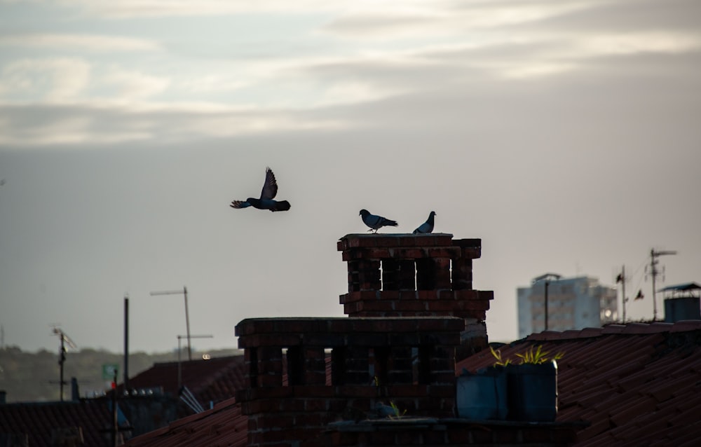 two birds sitting on top of a brick building