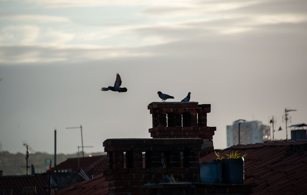 Dos pájaros sentados en la parte superior de un edificio de ladrillo