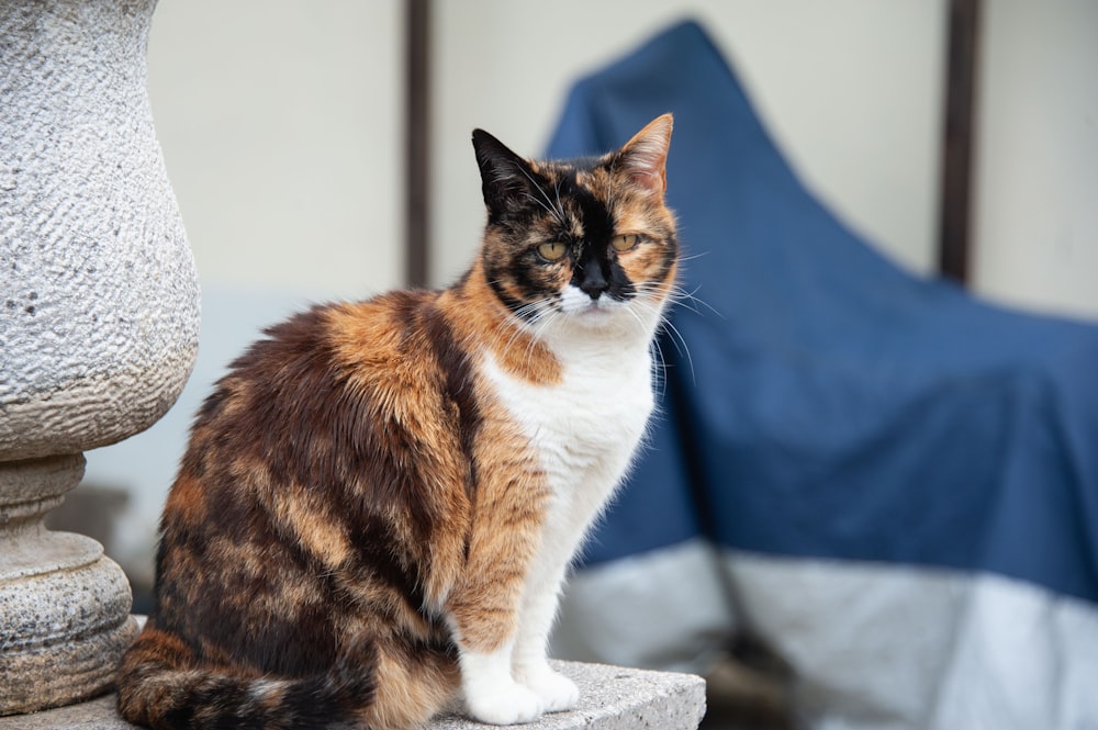 a calico cat sitting on top of a stone pillar