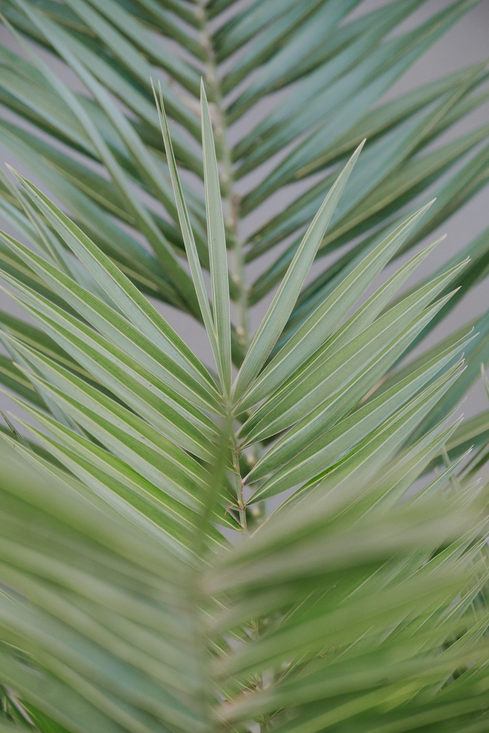 a close up of a green palm tree