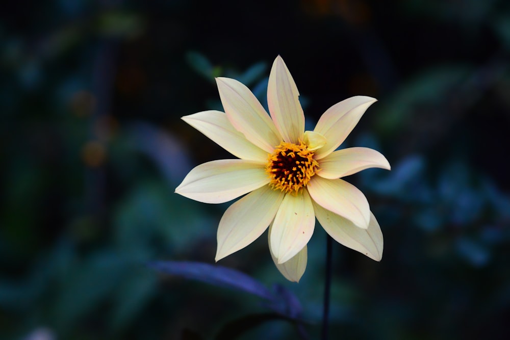 a large yellow flower with a yellow center