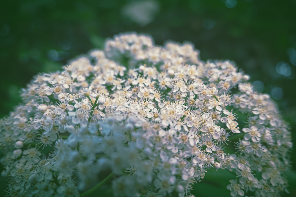 a close up of a bunch of white flowers