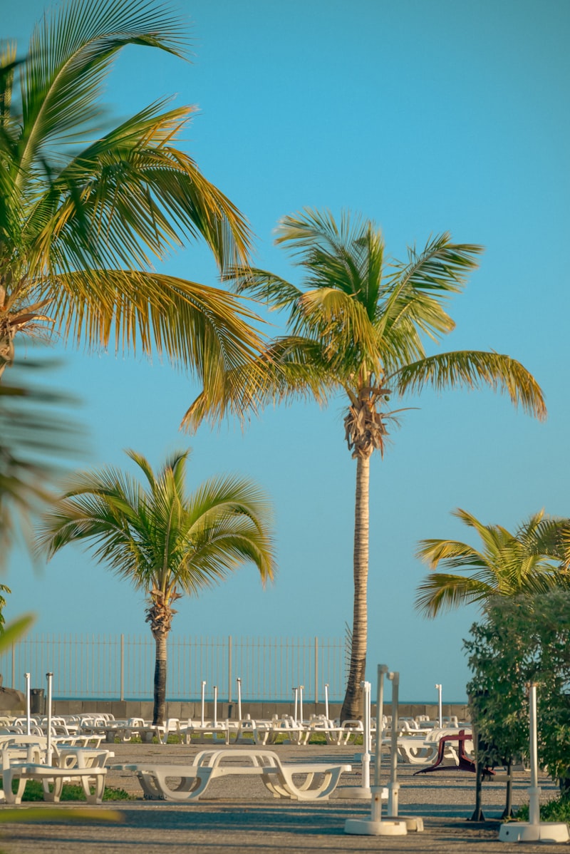 una playa de arena con palmeras y bancos