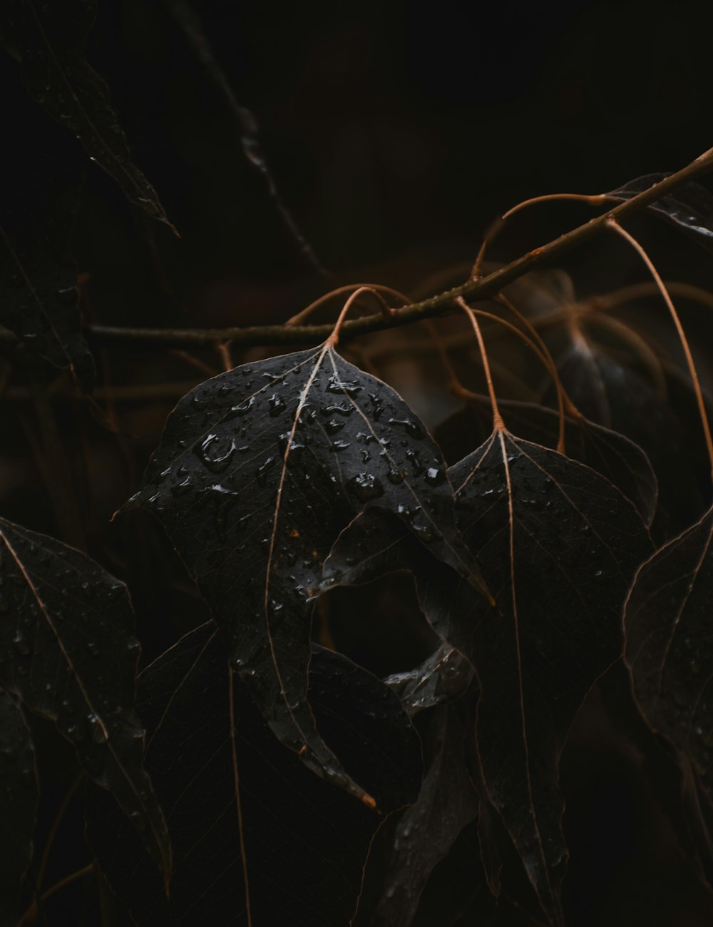 a close up of a leaf with water droplets on it