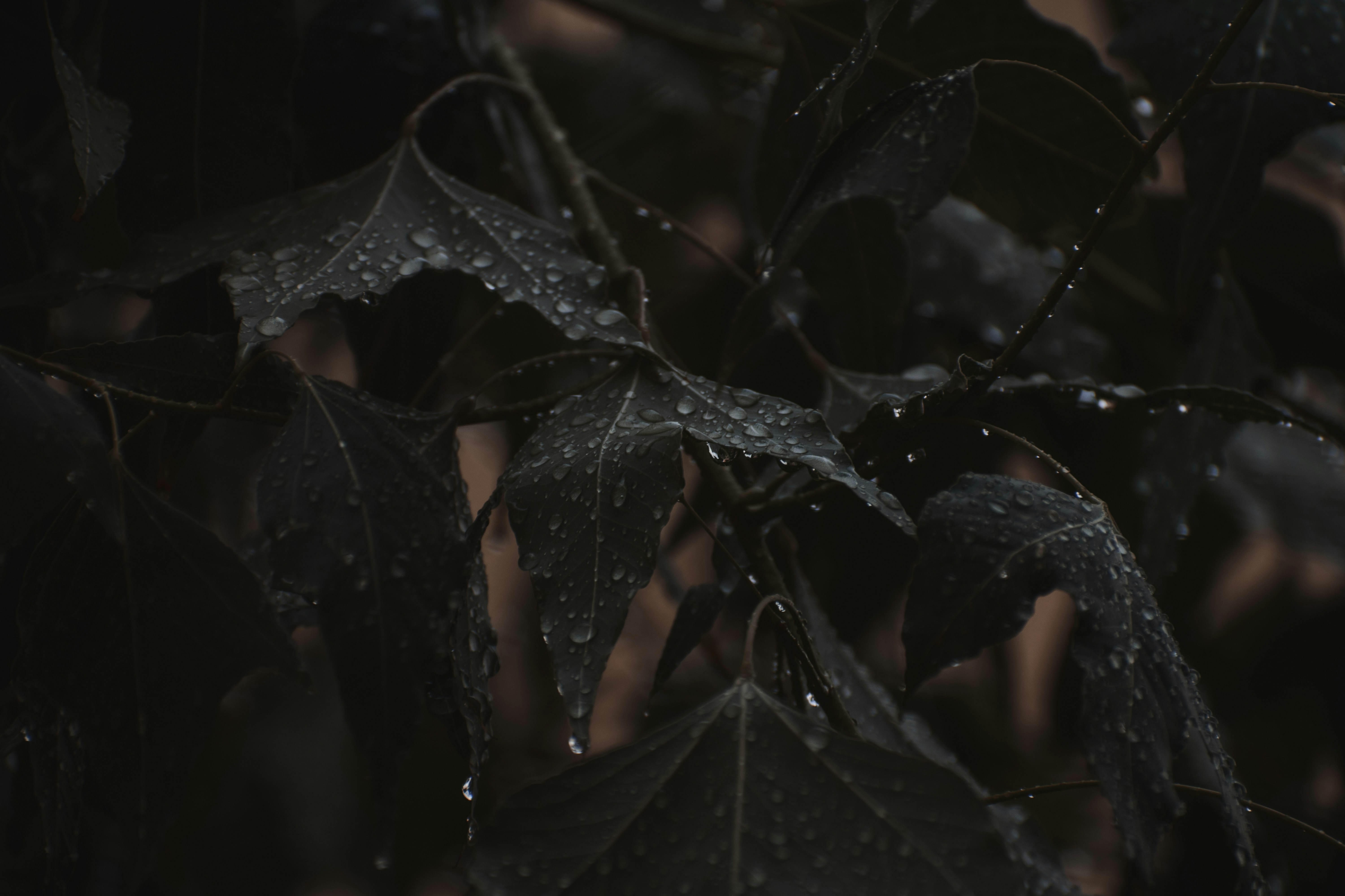 Dark leaves with water drops