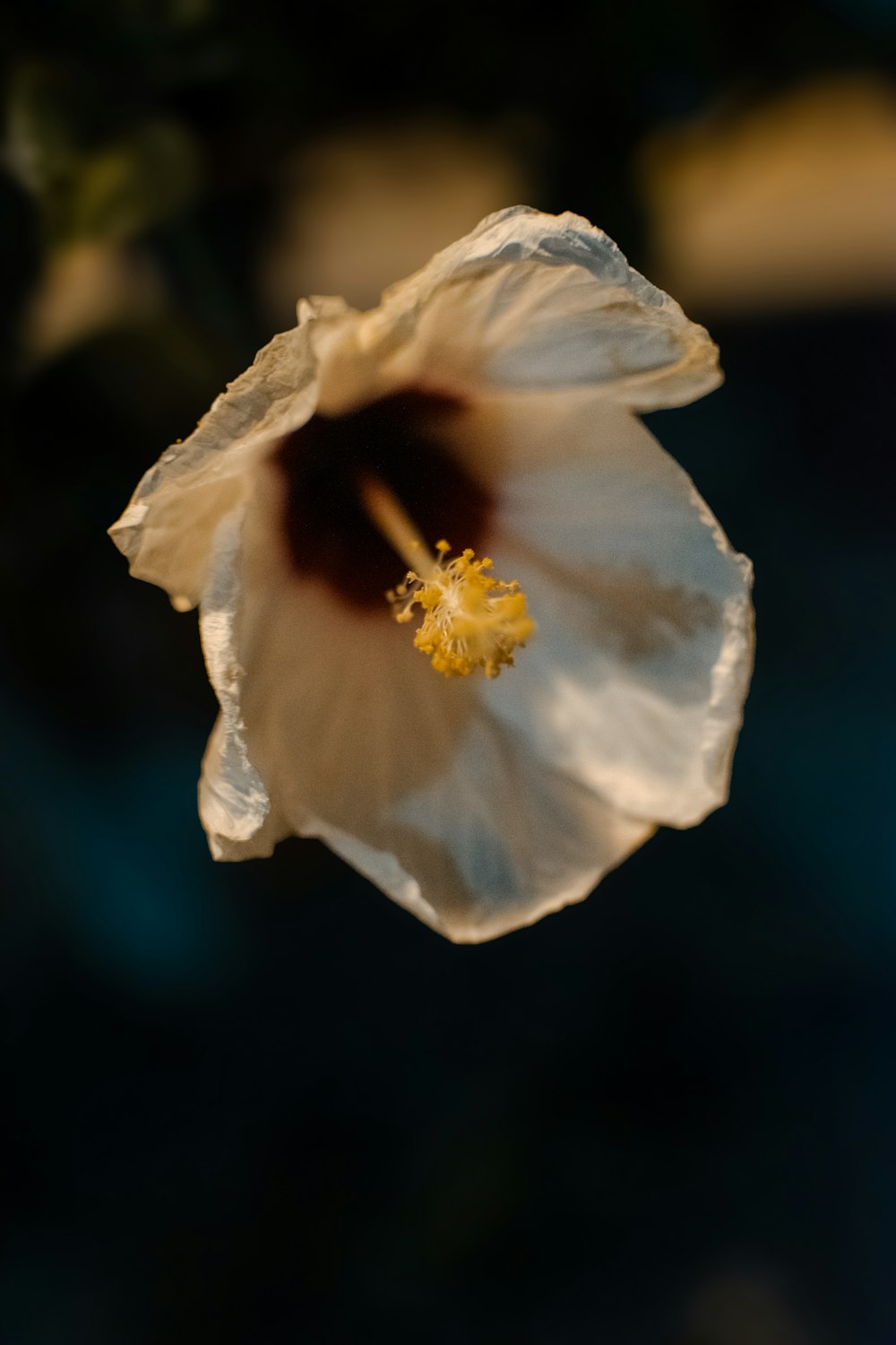 a close up of a flower with a blurry background