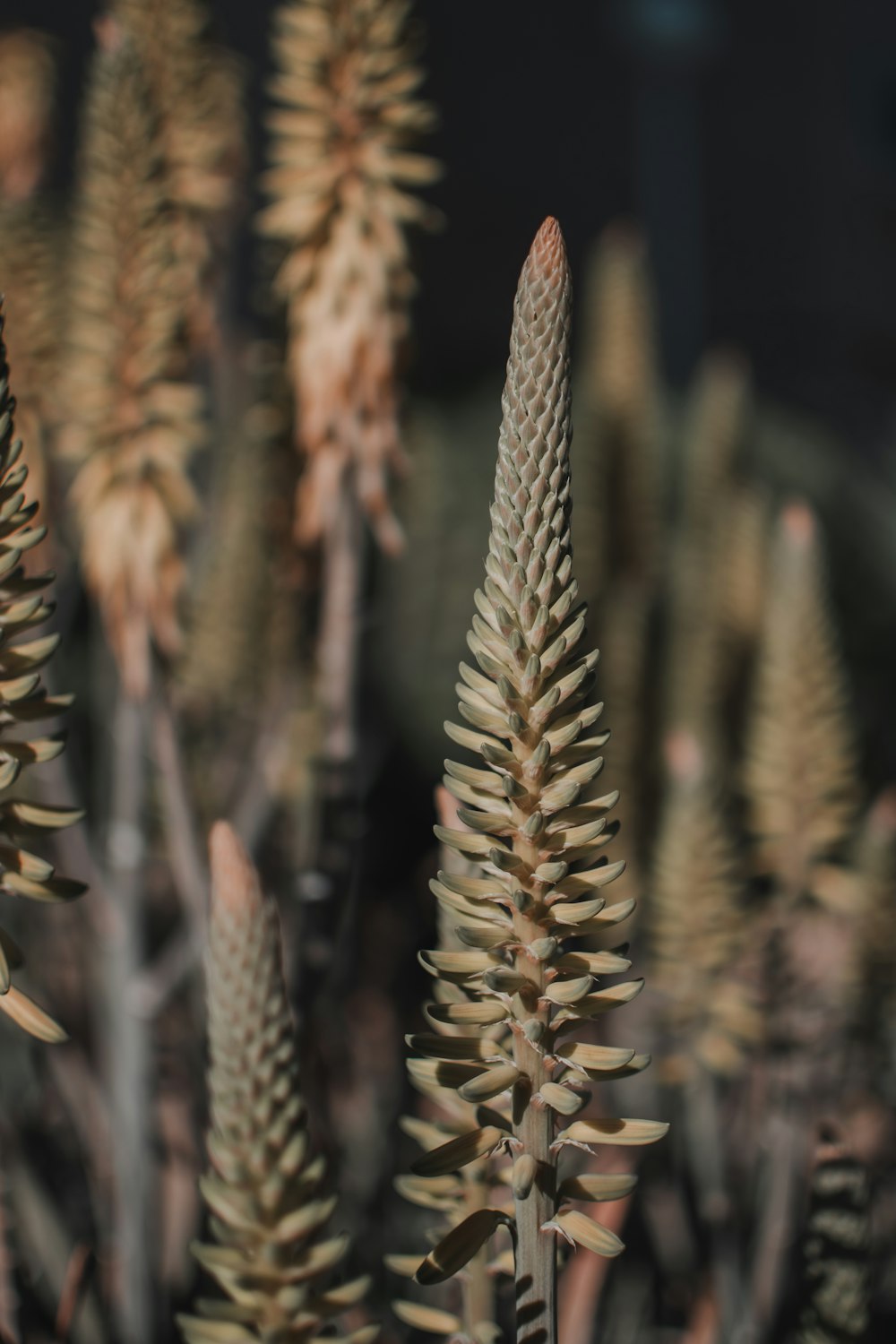 a close up of a bunch of plants in a field