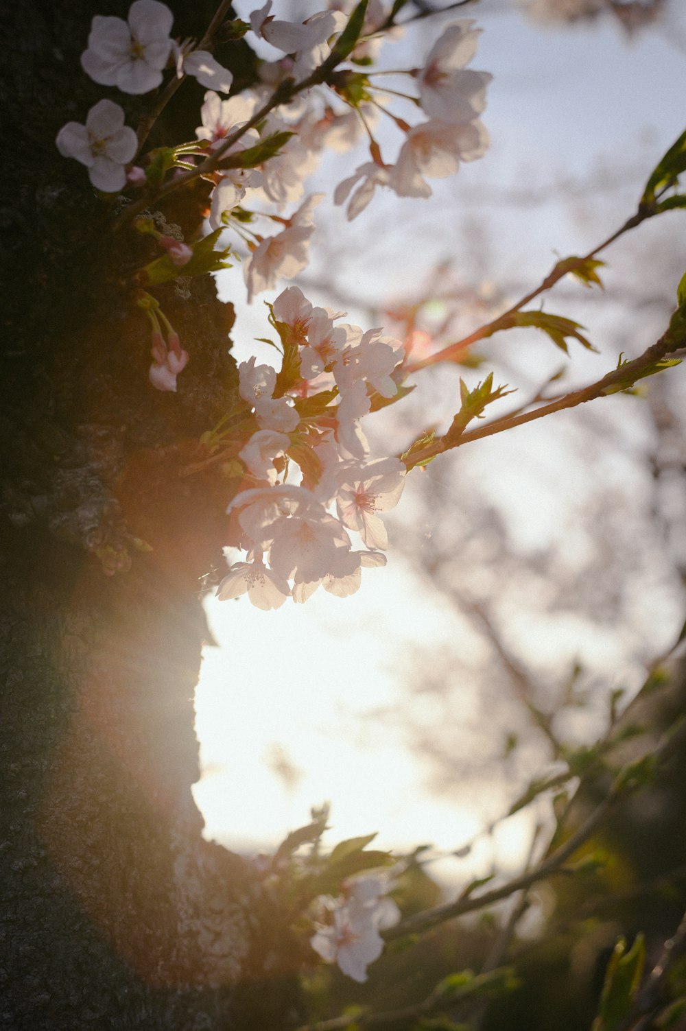 a branch of a tree with white flowers