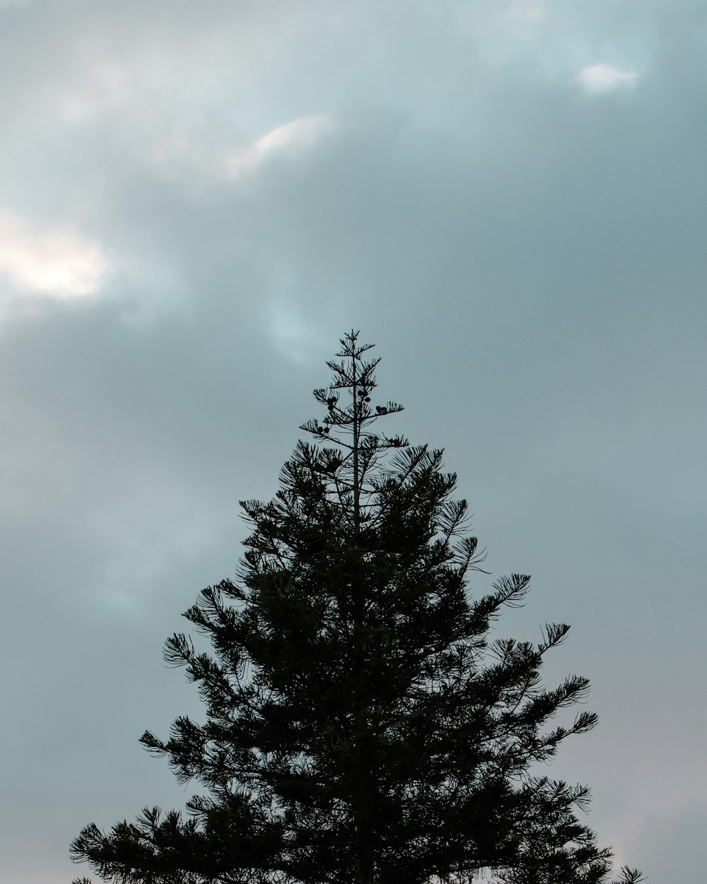 a lone pine tree against a cloudy sky