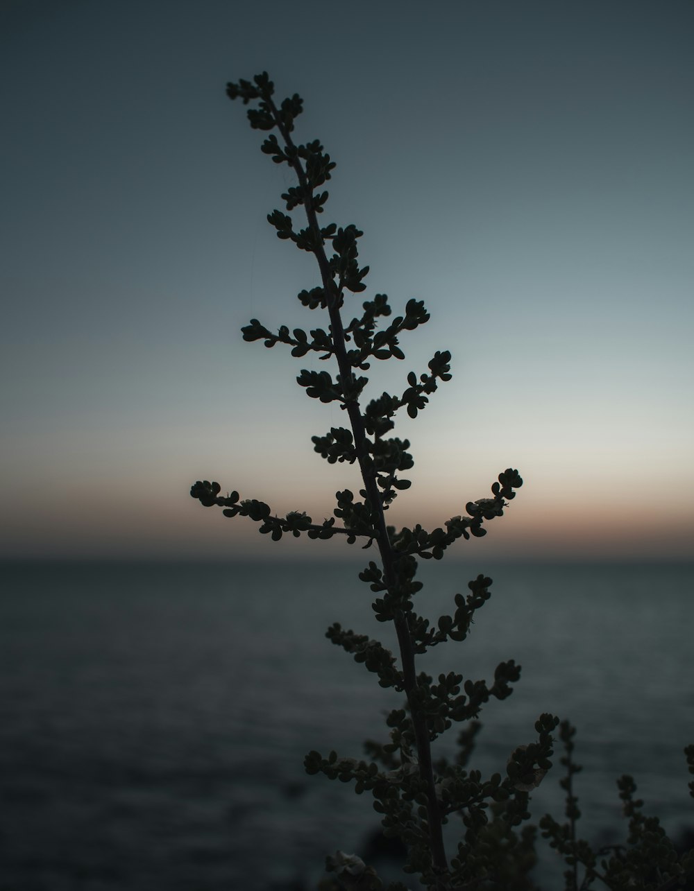 a close up of a plant near a body of water