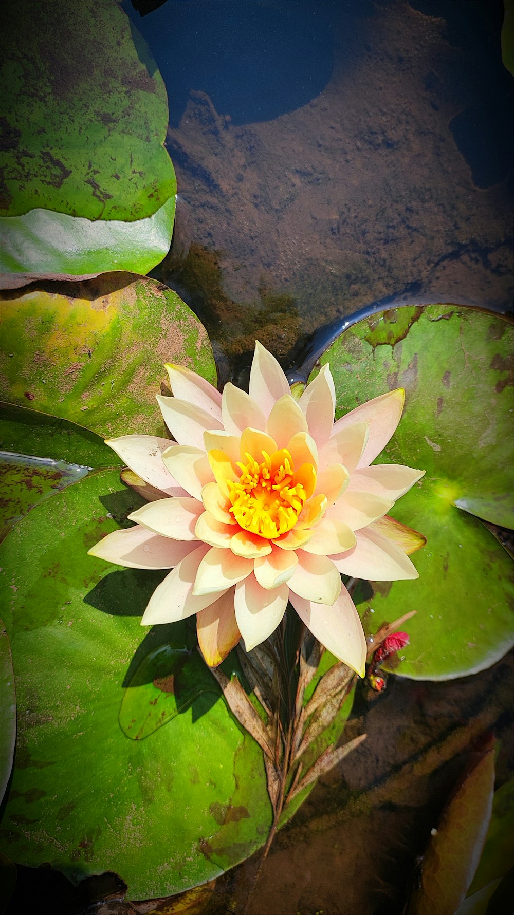 a white and yellow flower sitting on top of green leaves