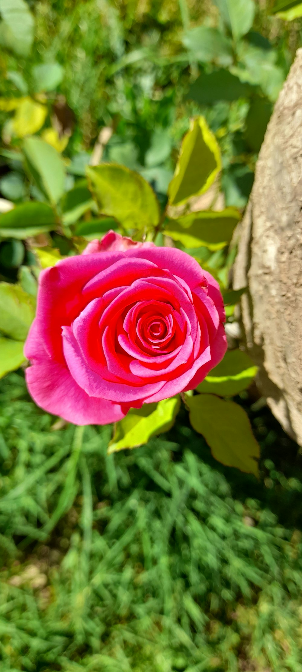 a single pink rose sitting on top of a lush green field