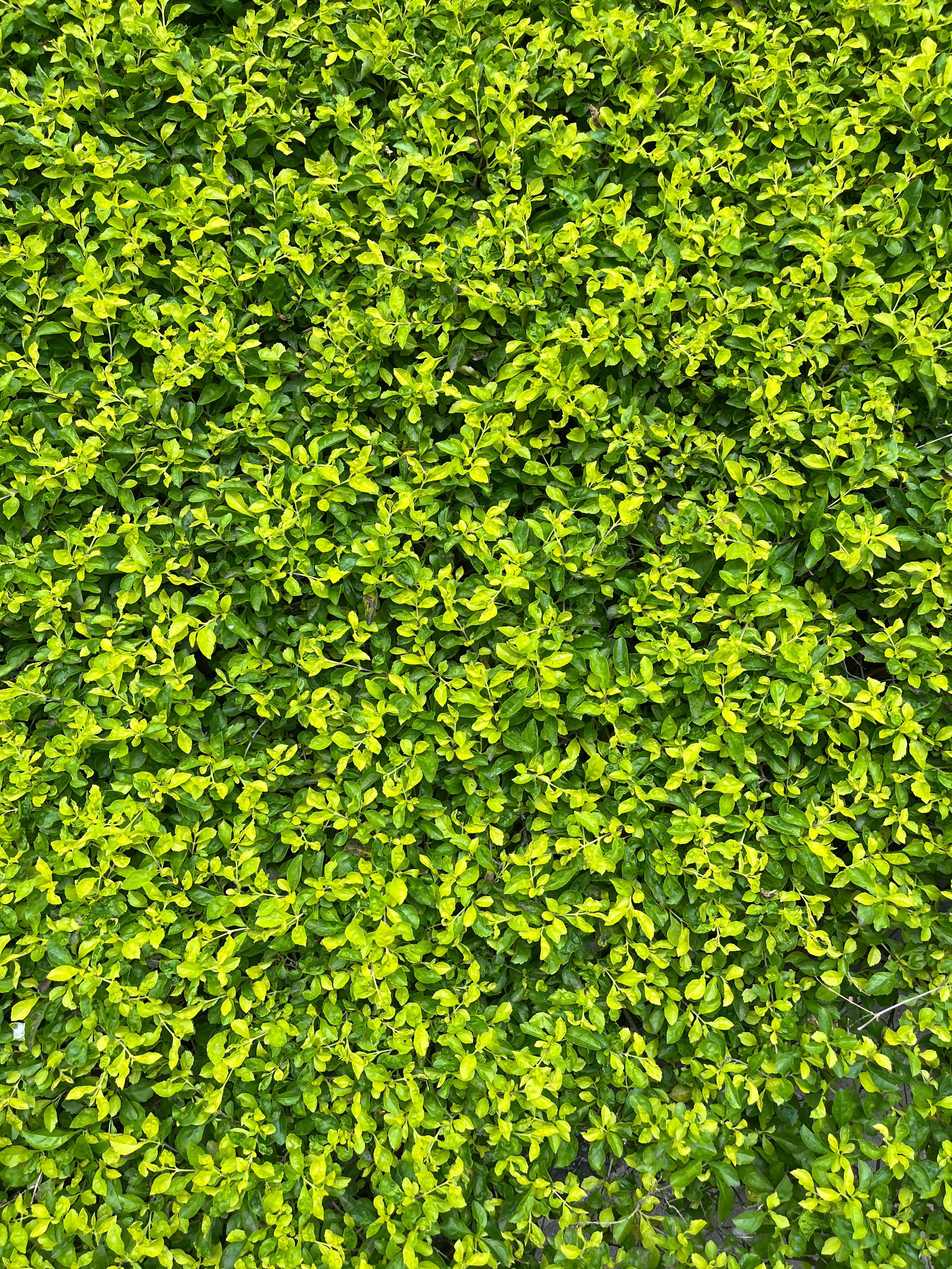 Photo by ilhaanfoddy