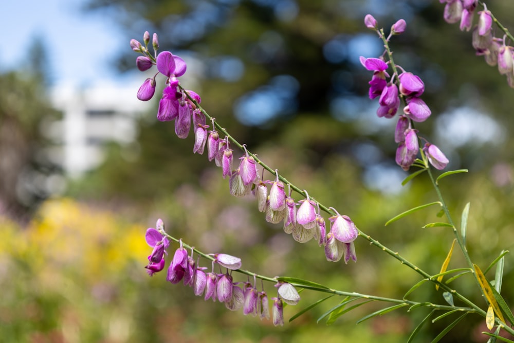 a close up of a plant with purple flowers