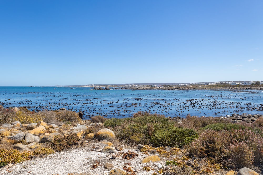 a large body of water surrounded by rocks and plants