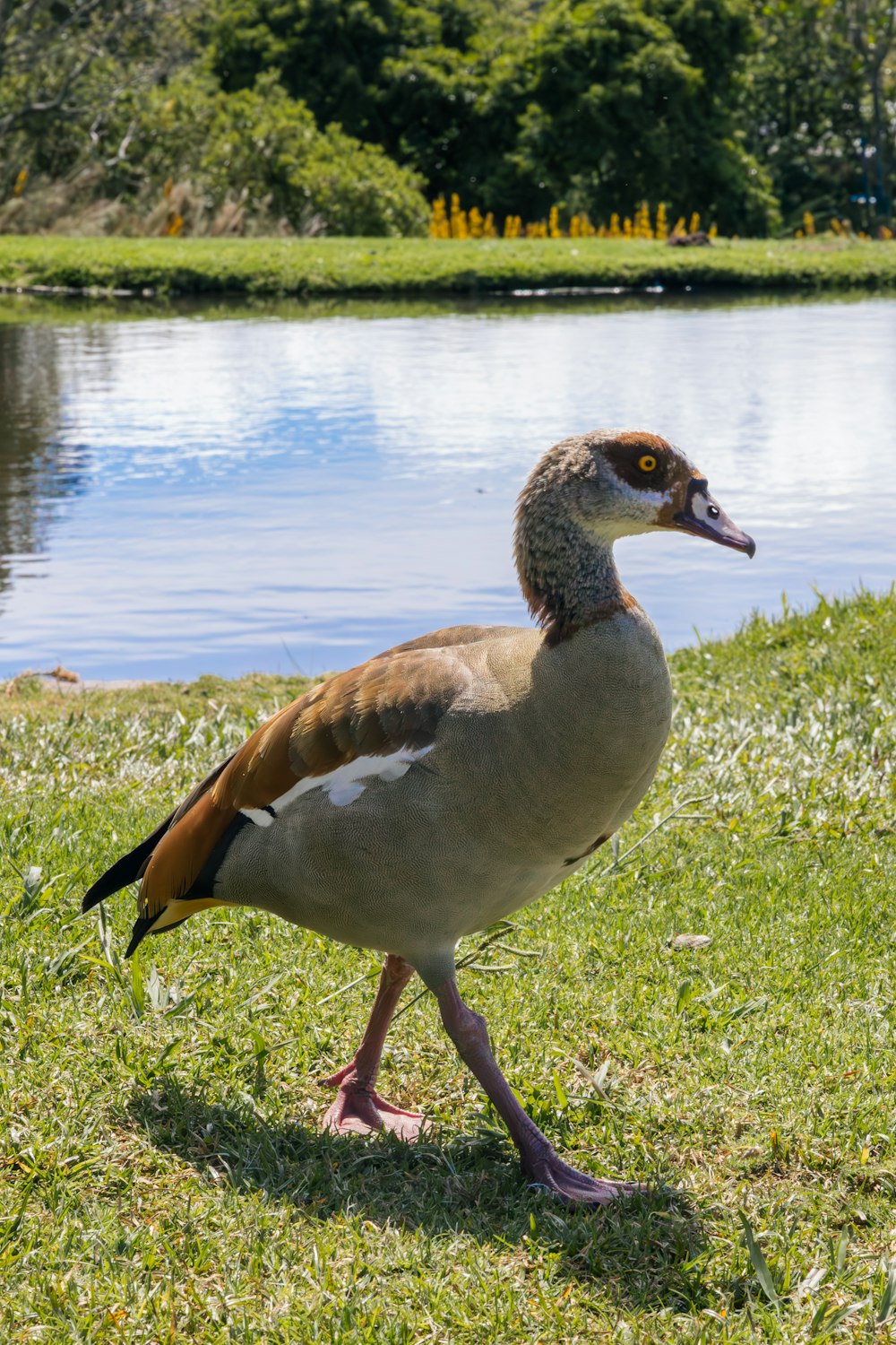 un pato caminando en la hierba cerca de un lago