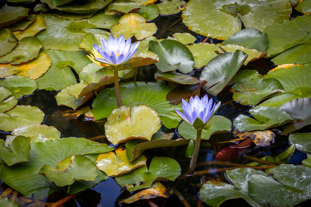 a group of water lilies floating on top of a pond