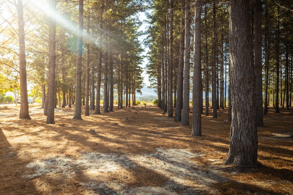 the sun shines through the trees in a pine forest