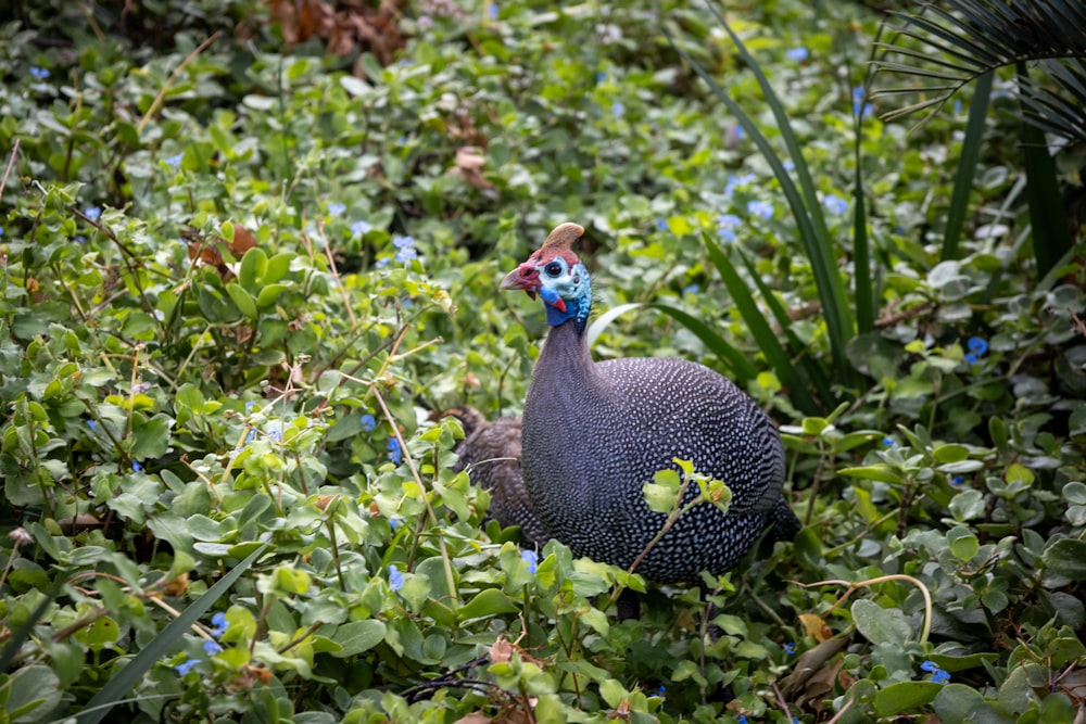 um pássaro com uma cabeça azul está nos arbustos