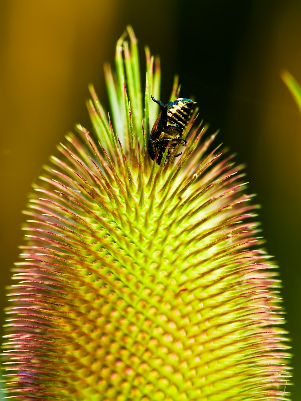 a close up of a flower with a bug on it