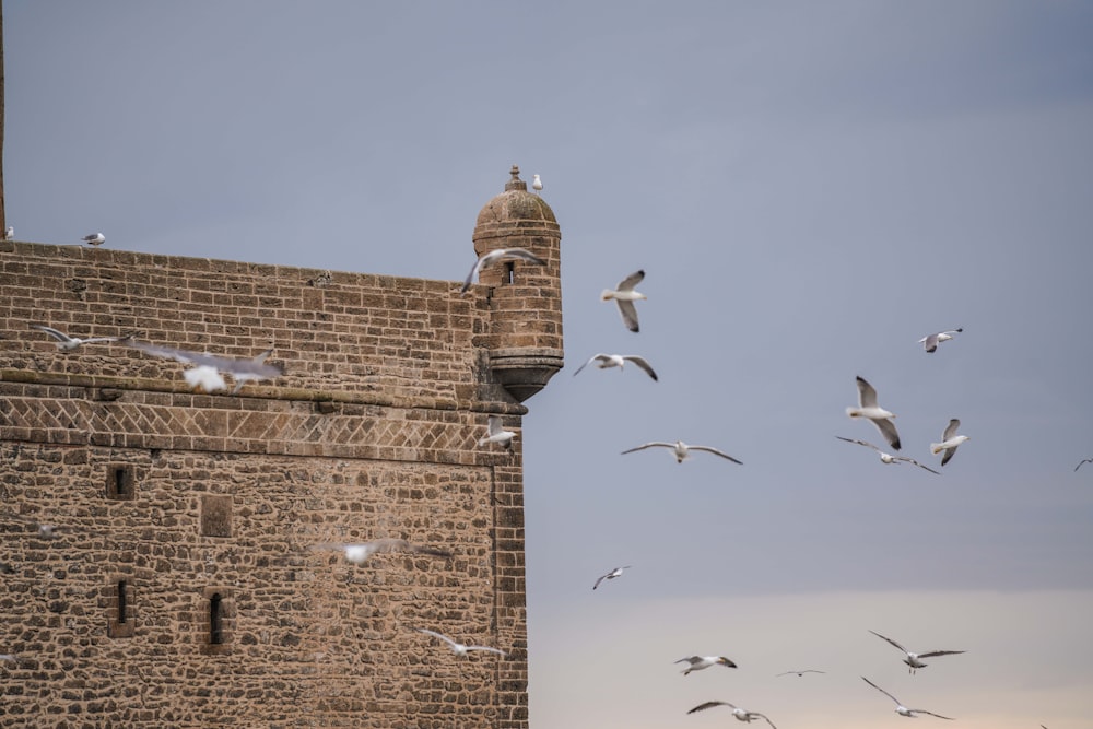 a flock of seagulls flying over a brick building
