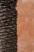 a close up of an elephant's trunk with a wall in the background