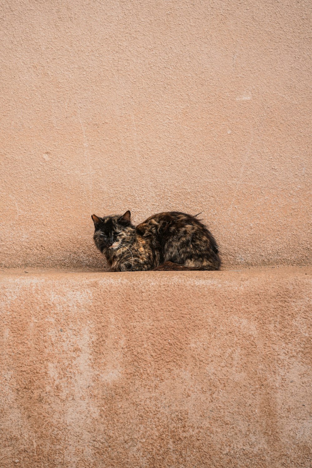 eine Katze, die neben einer Mauer auf dem Boden liegt