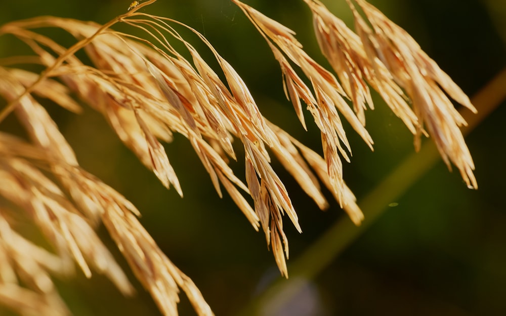 a close up of a plant with lots of leaves