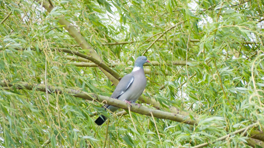 a bird perched on a branch in a tree