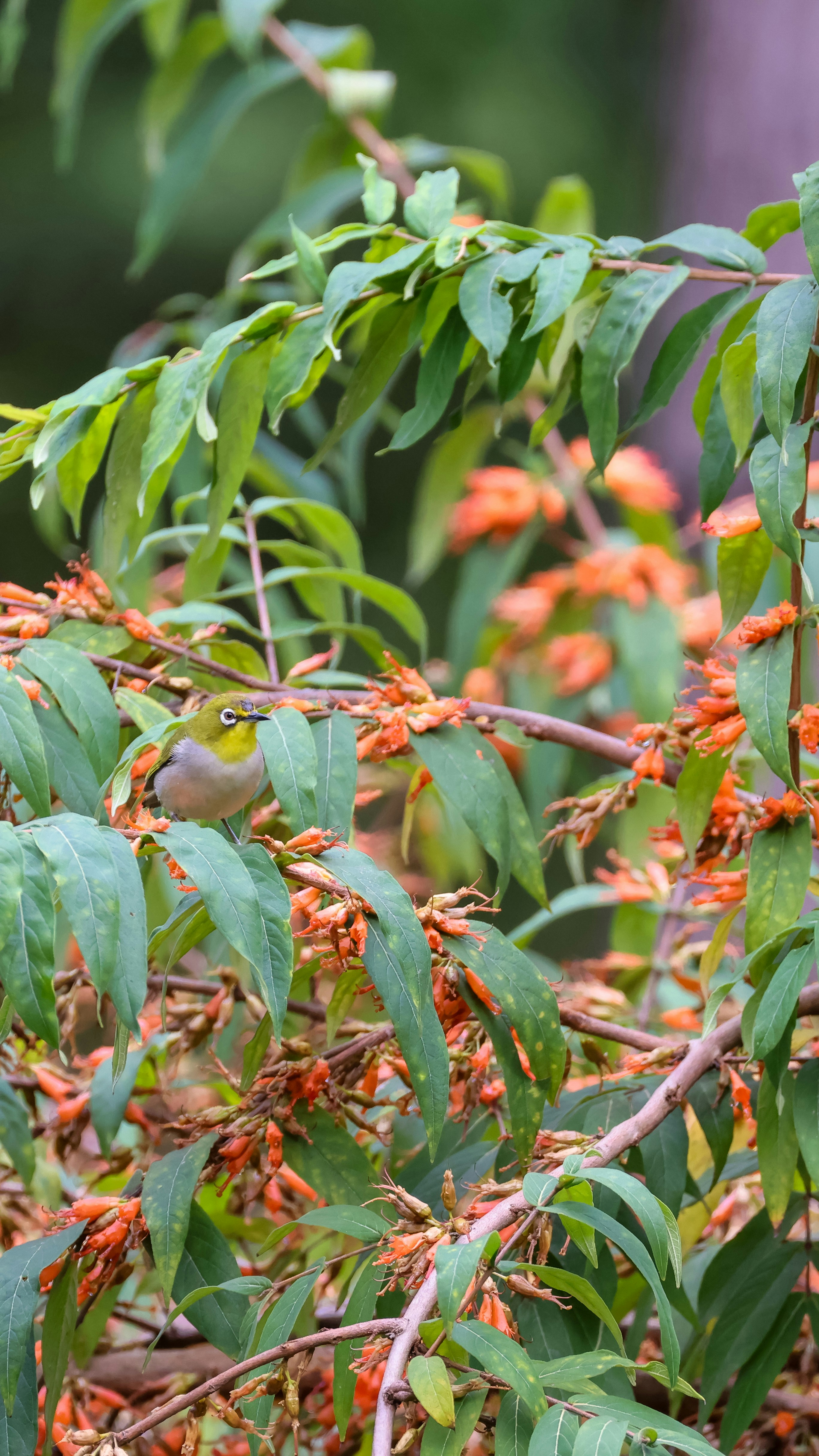 Photo by dickenslin76