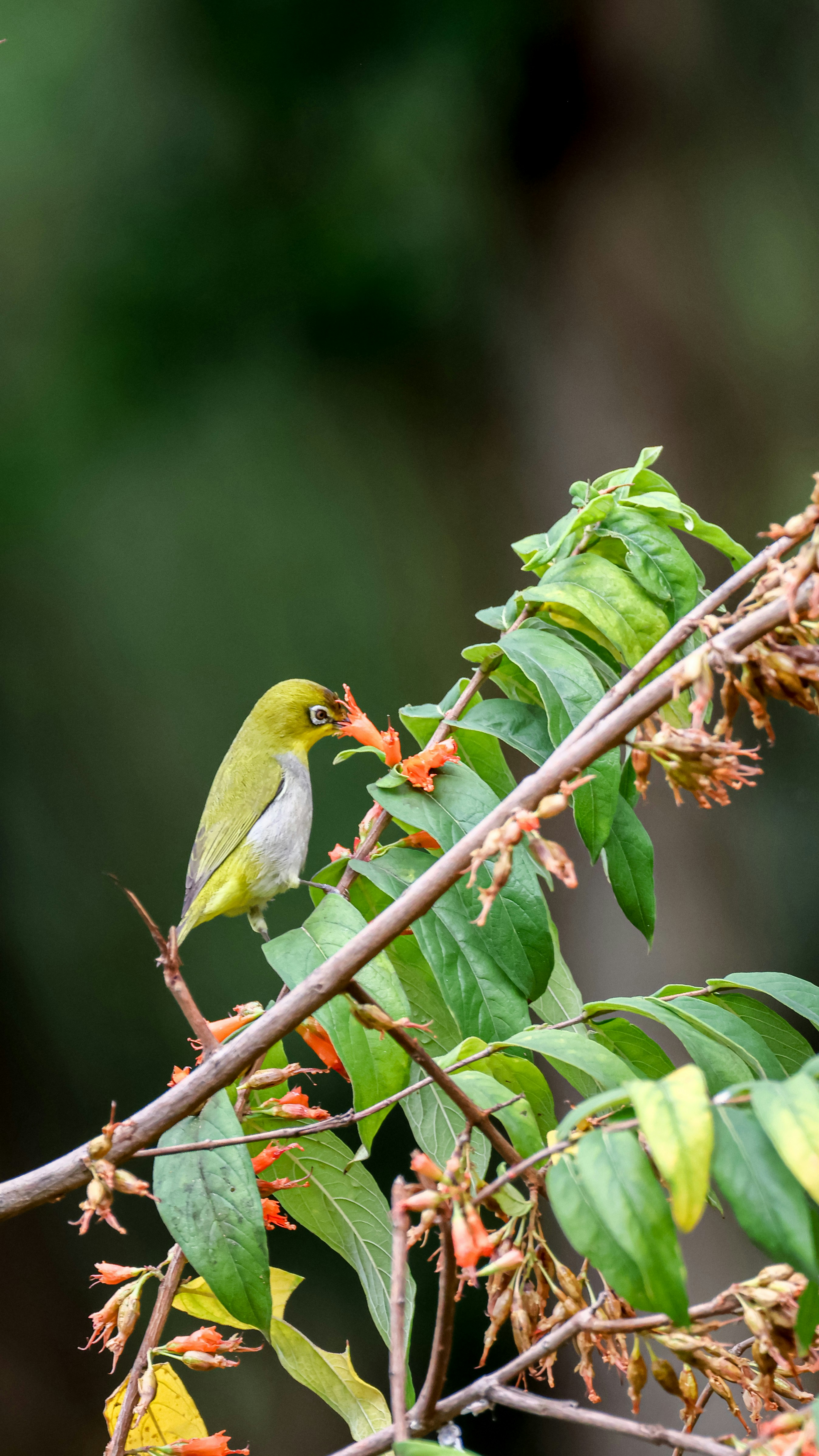 Photo by dickenslin76