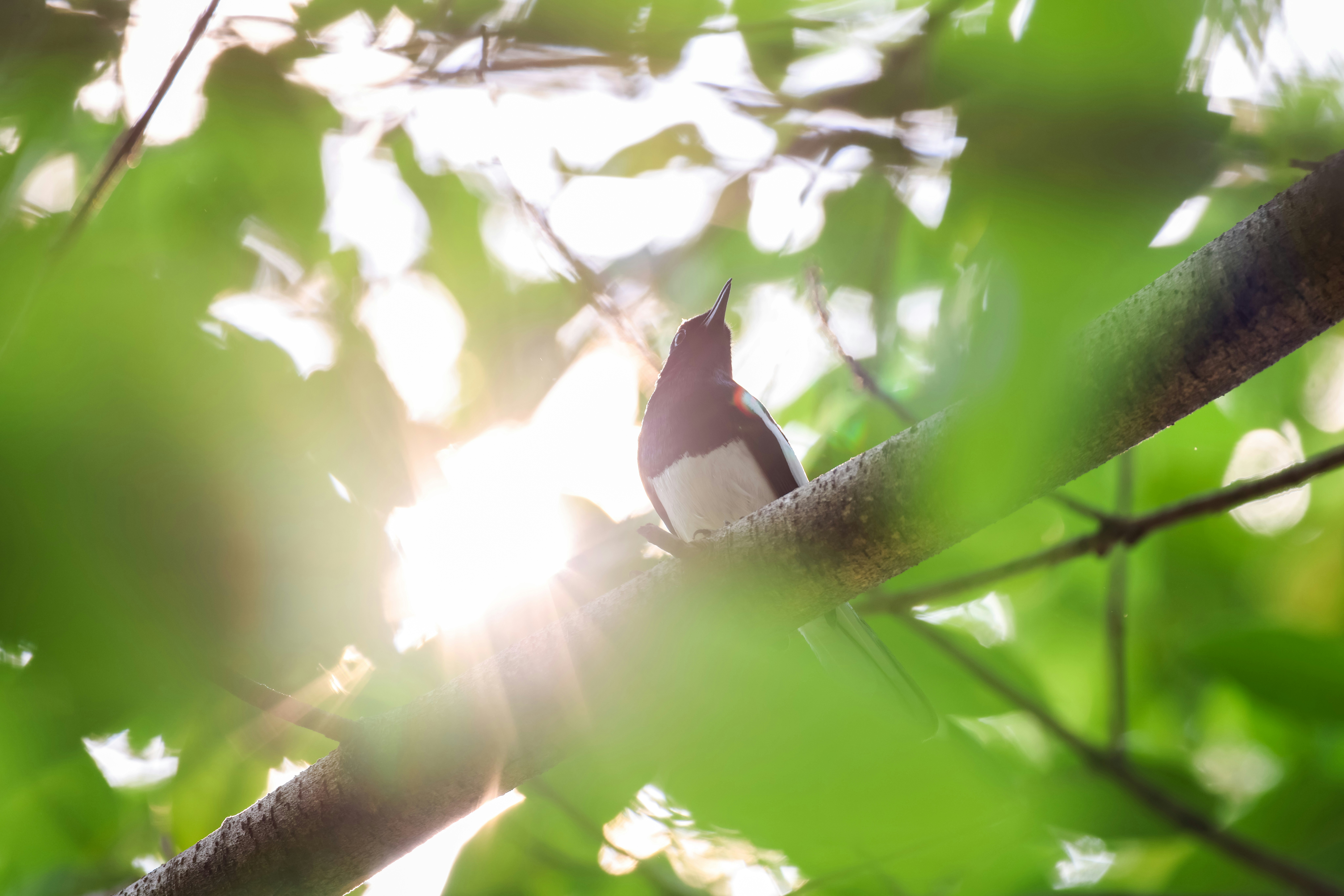 Photo by dickenslin76