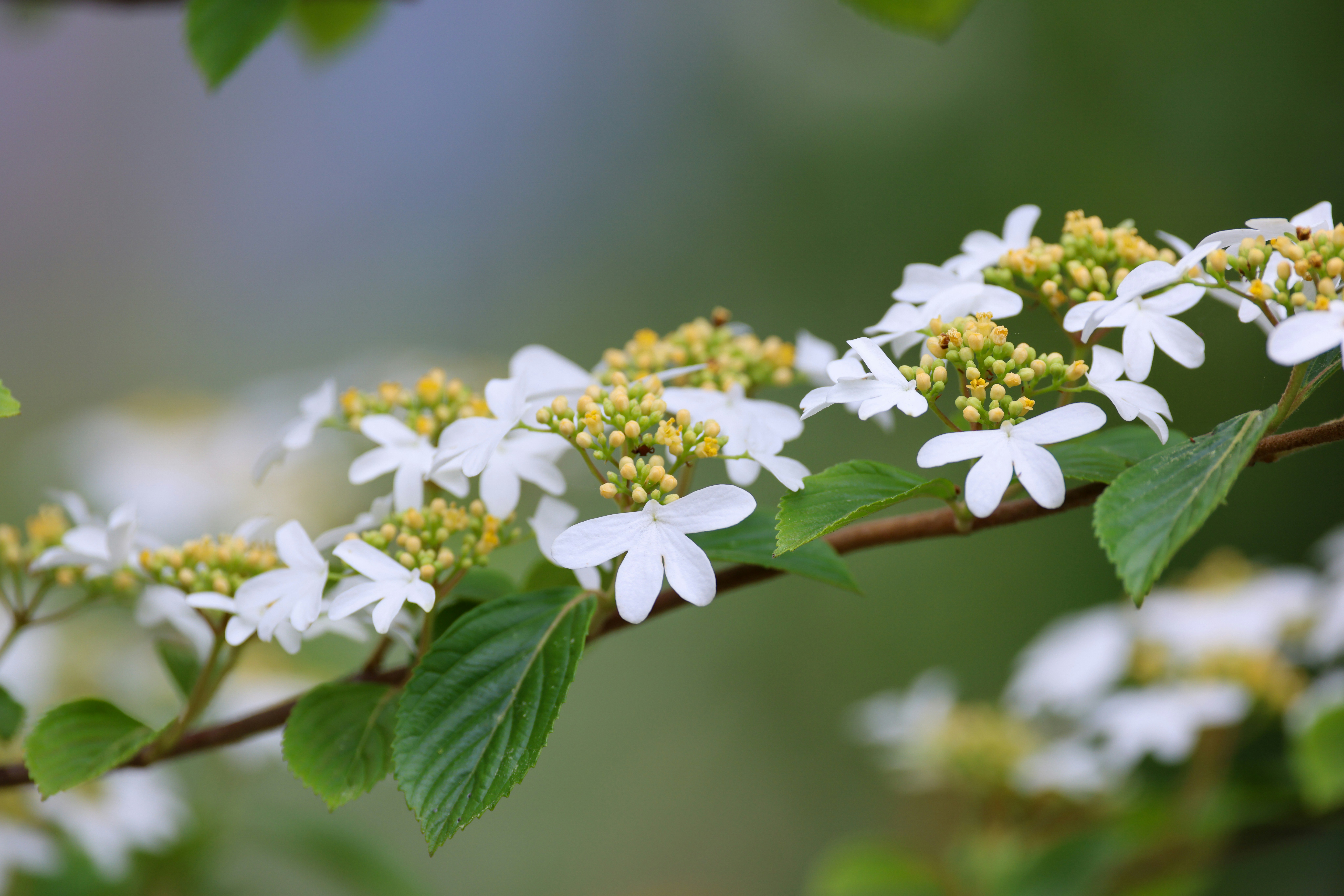 Photo by dickenslin76