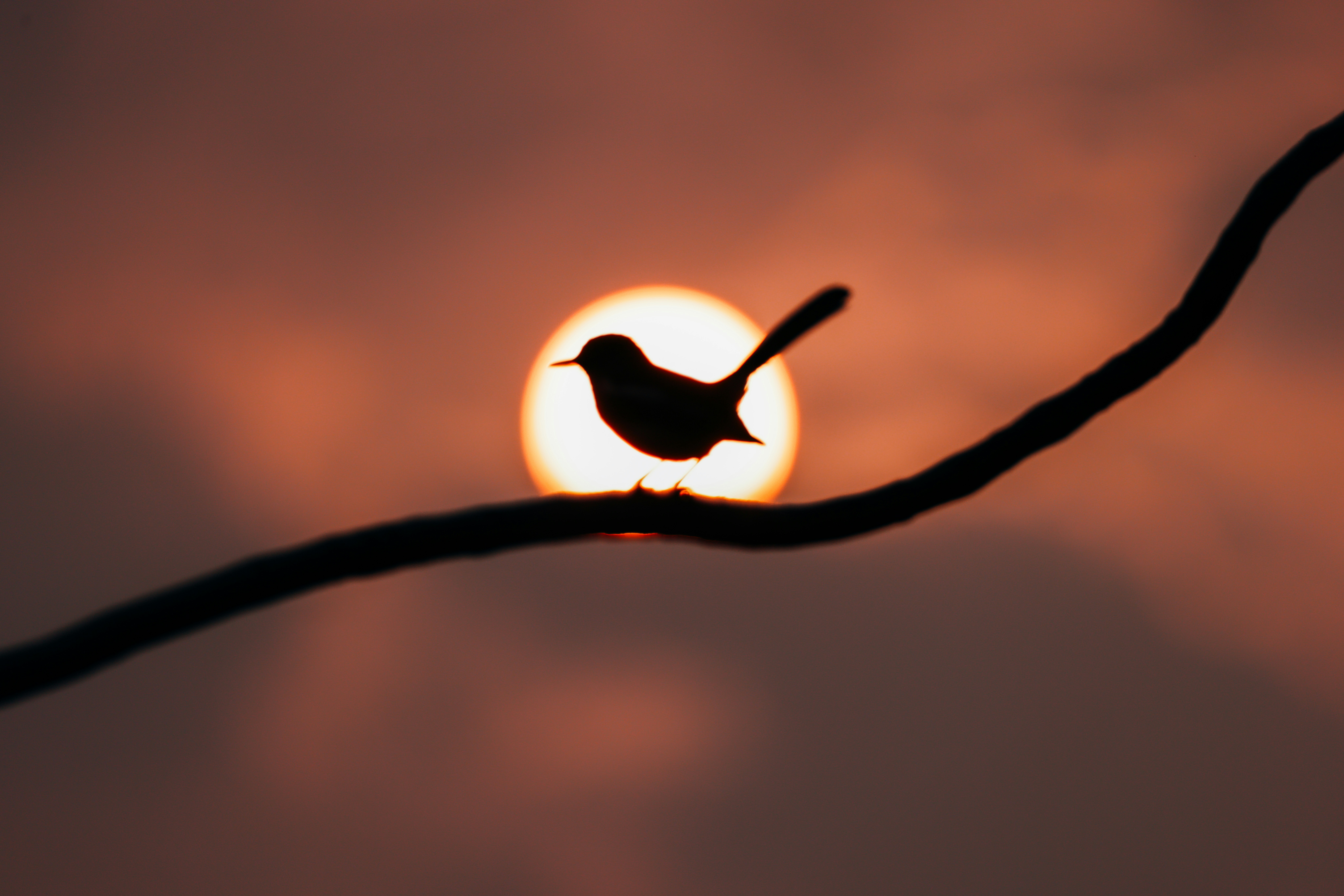 Photo by dickenslin76