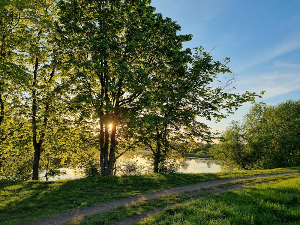 the sun shines through the trees over the water