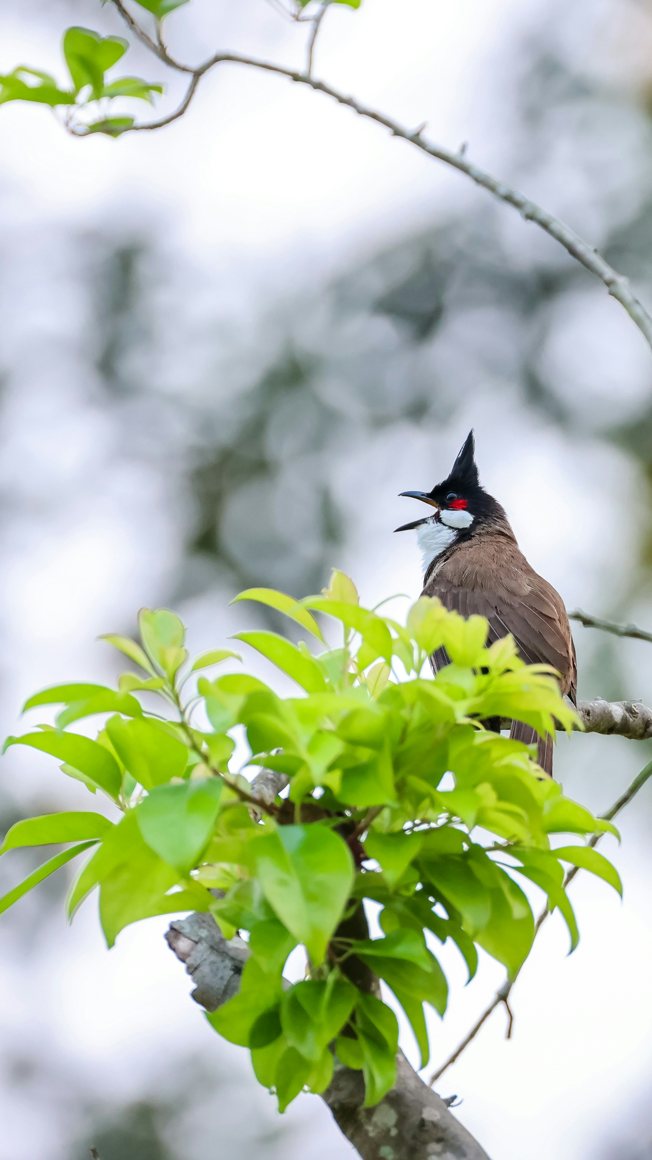 Photo by dickenslin76