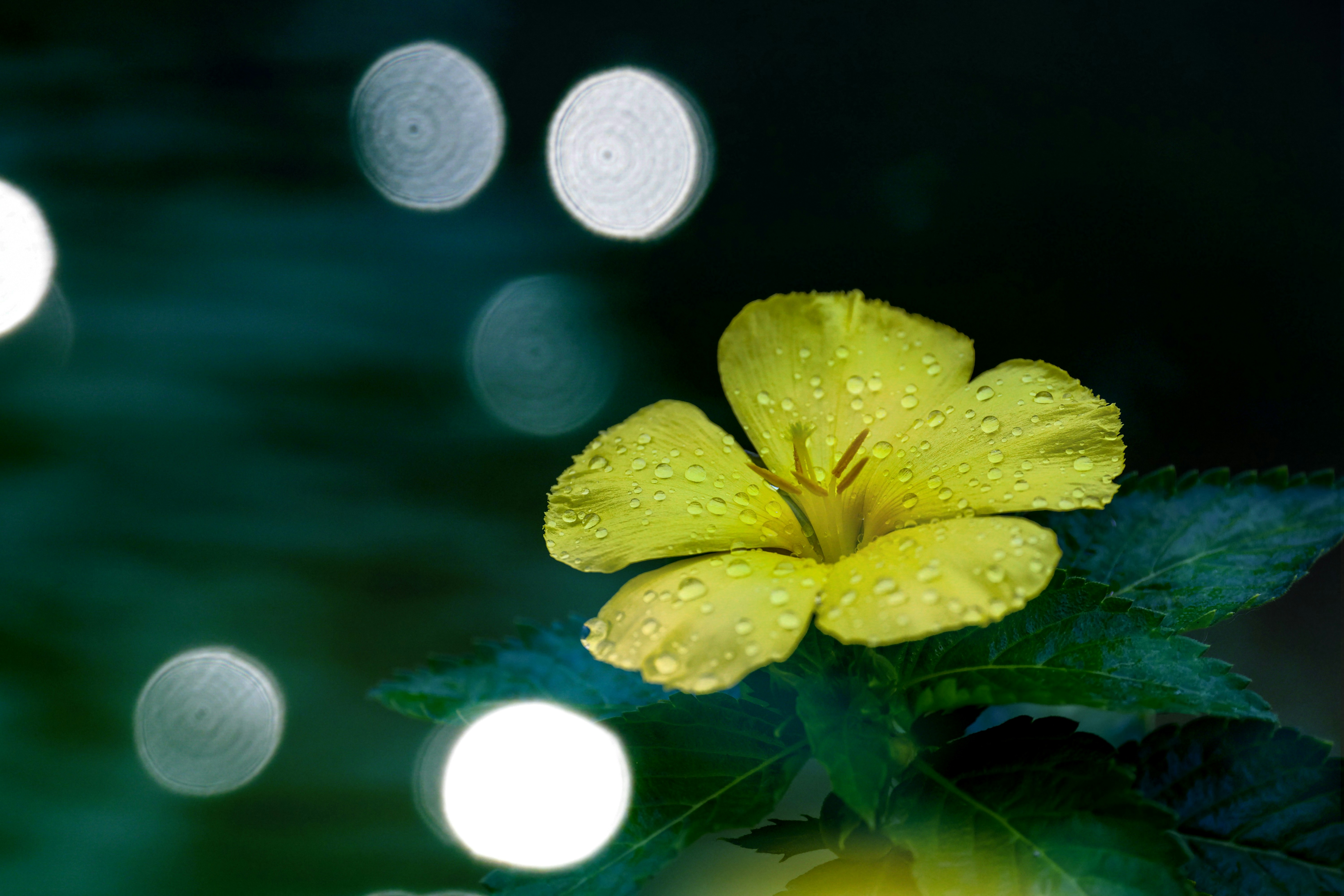 Photo by dickenslin76