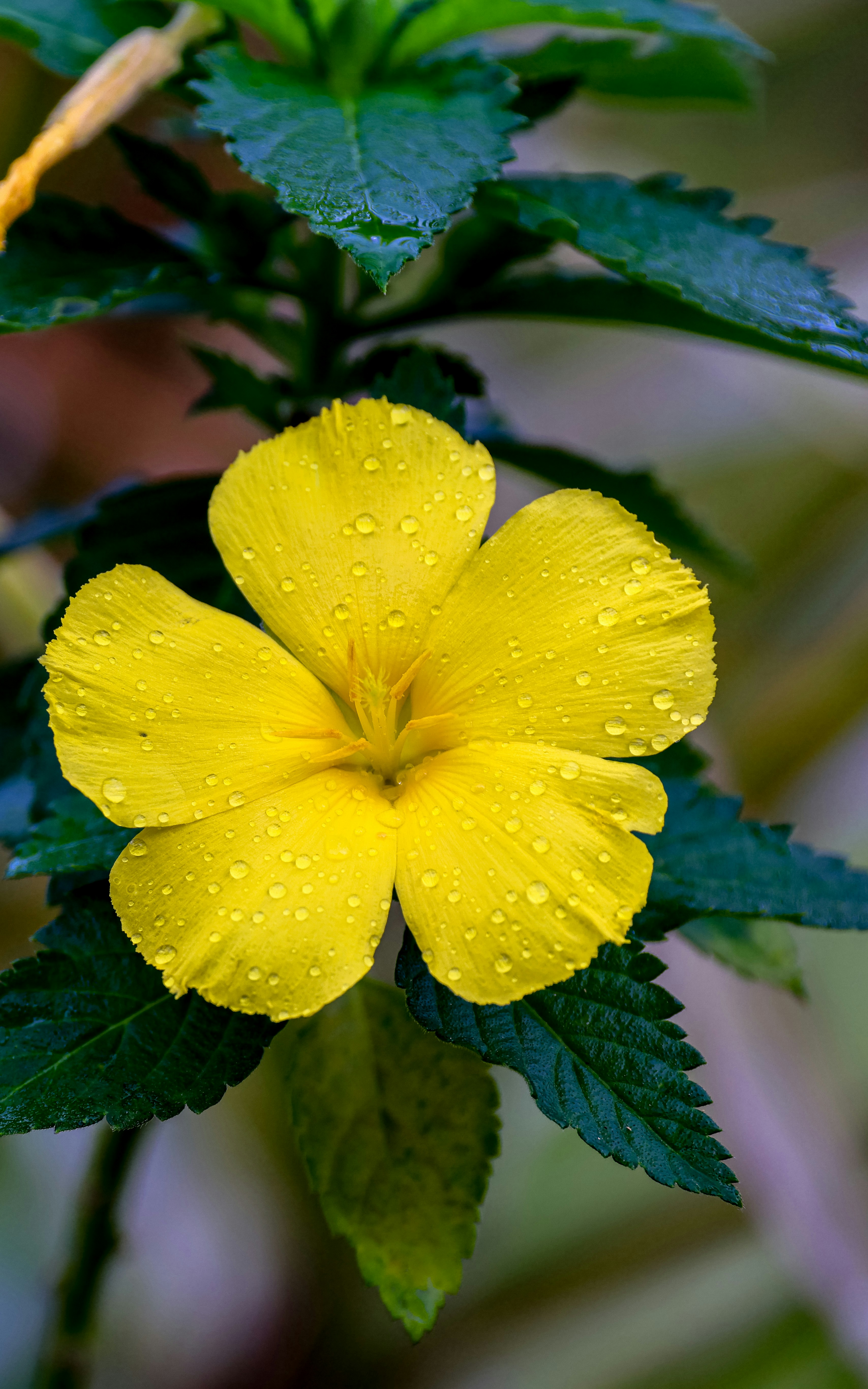 Photo by dickenslin76