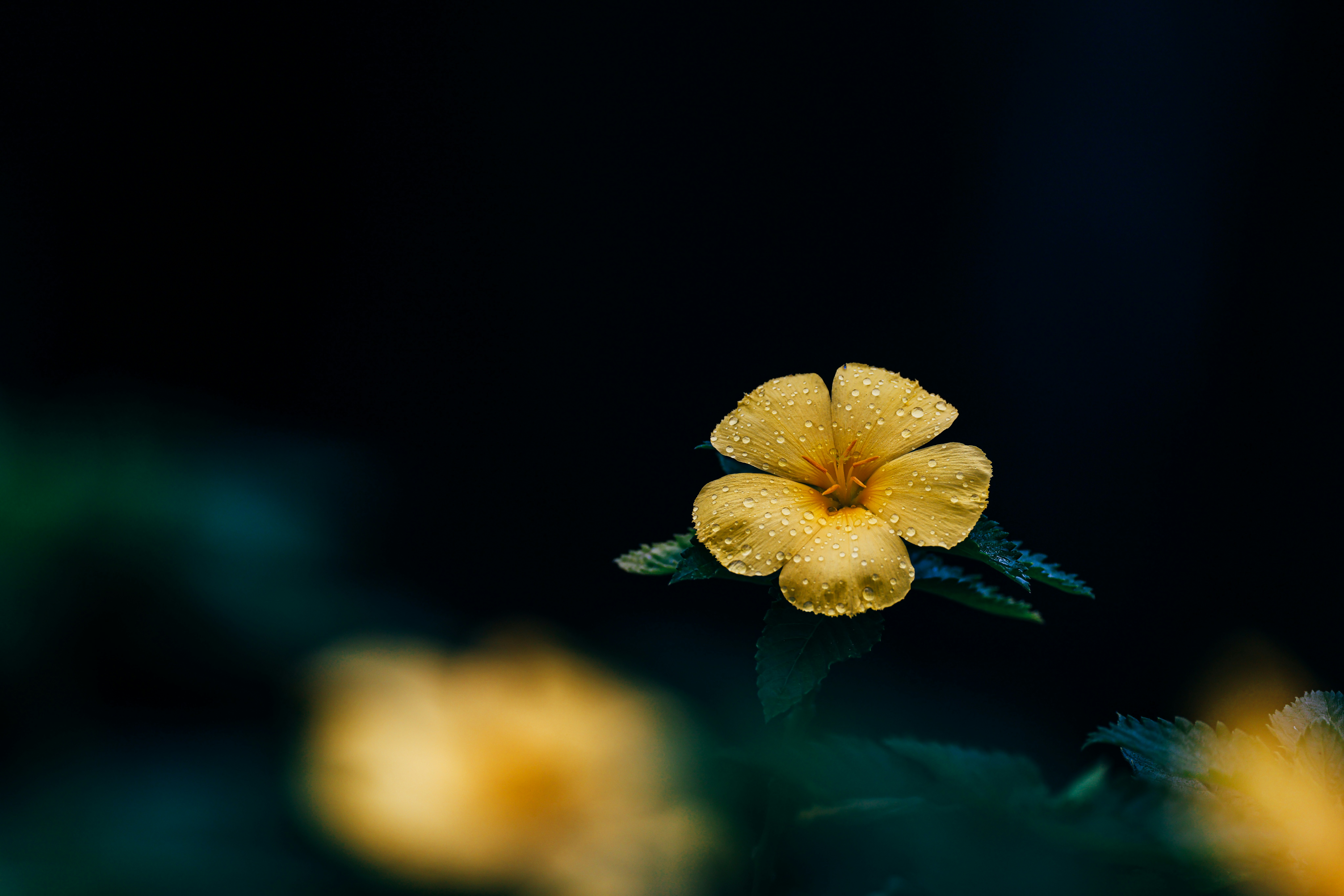 It is wonderful how attractive a